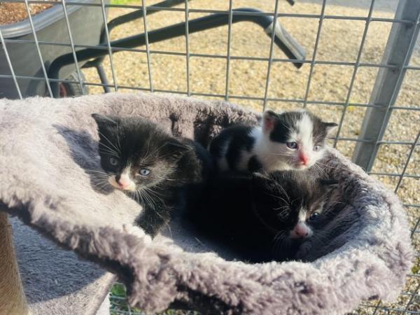 Image 4 of Adorable kittens for sale
