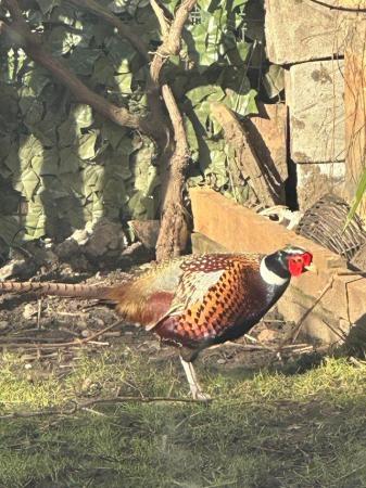 Image 4 of Pheasants male and female available for sale.