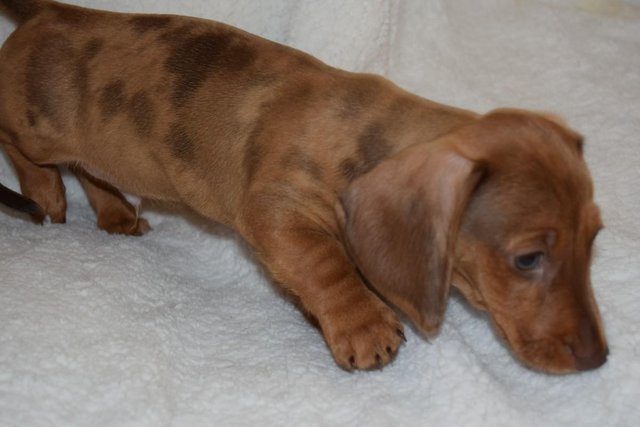 Image 14 of MINIATURE SMOOTH DACHSHUND PUPPIES