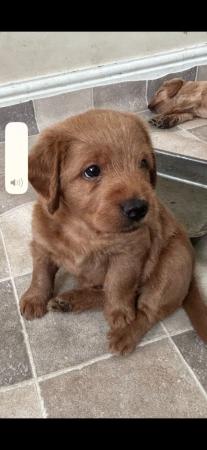 Image 1 of F1 miniature labradoodle puppies