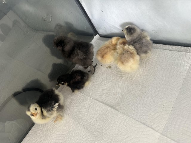 Preview of the first image of 1 Frizzle Pekin & 3 silkie chicks.