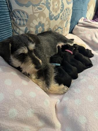 Image 6 of Schnoodle puppies ready 5/6th May
