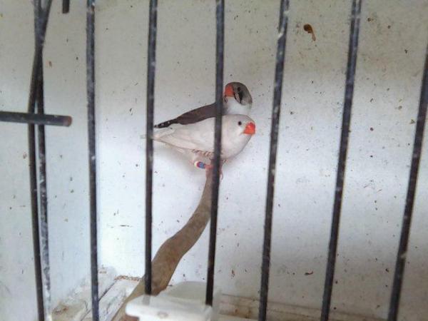 Image 2 of Bengalese finches / zebra finches