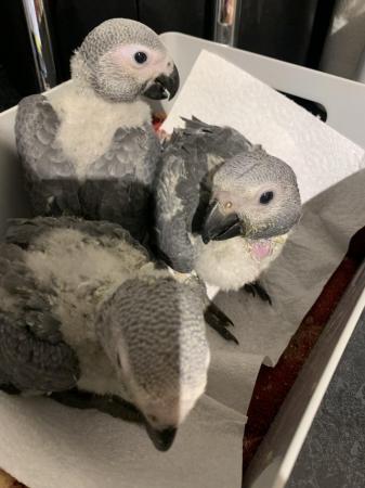 Image 3 of Baby African Grey Parrots