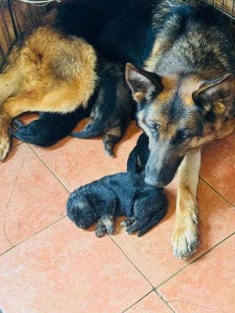 Image 2 of KC registered German Shepard pups from health tested parents