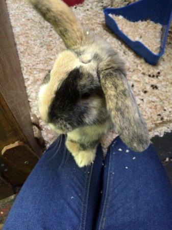 Image 1 of Rabbits for sale ideal family pets