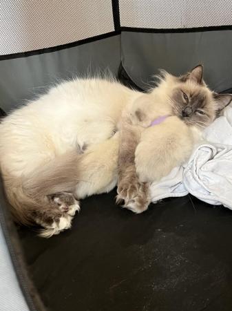 Image 5 of Gorgeous Ragdoll Kittens for sale