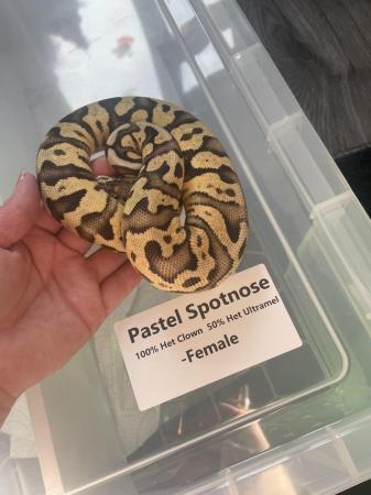 Image 3 of Female  Royal pythons for sale