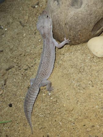 Image 3 of Adult female leopard gecko for sale