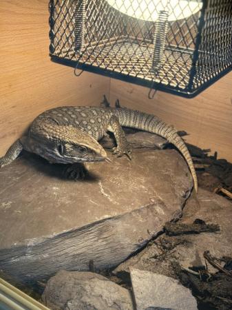 Image 4 of Bosc monitor for sale with full setup