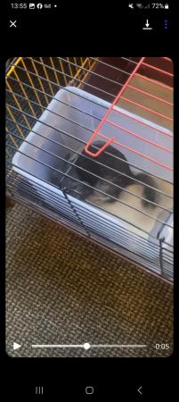Image 2 of 2 beautiful chinchillas for rehoming
