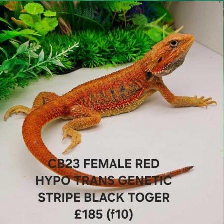 Image 2 of Lots of bearded dragon morphs available