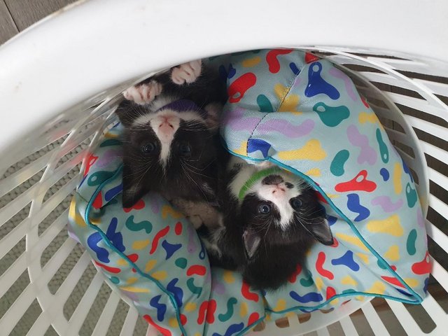 Preview of the first image of 2 Adorable Kittens Available.