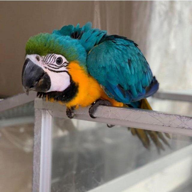 Preview of the first image of Supertame hand-reared baby Blue & Gold Macaws.