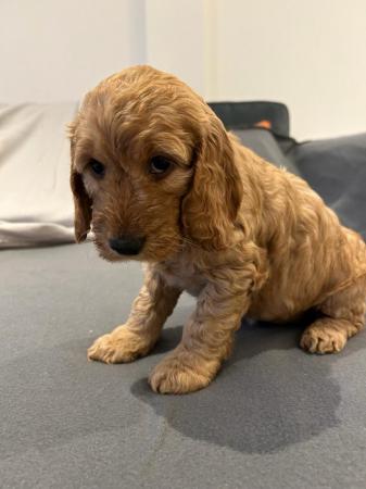 Image 9 of 2 gorgeous cockapoo puppies for sale