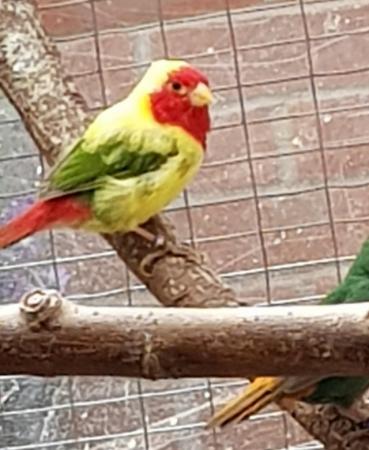 Parrot finches for sale For Sale in Waterlooville, Hampshire | Preloved