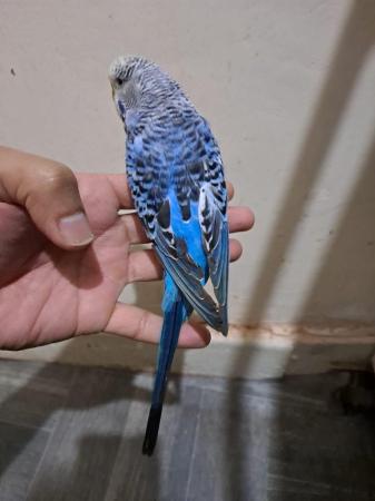 Image 4 of Friendly hand tamed budgies for sale