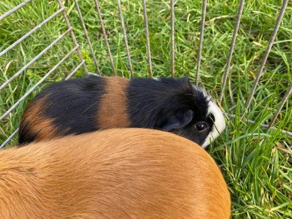 Image 2 of Unrelated adult breeding pairs of guinea pigs