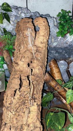 Image 2 of 2 Striped Gargoyle Geckos and Terrarium for Sale