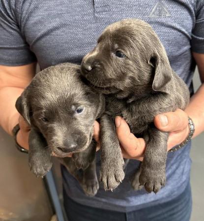 Image 9 of Stunning - Silver & Charcoal Labrador Pups
