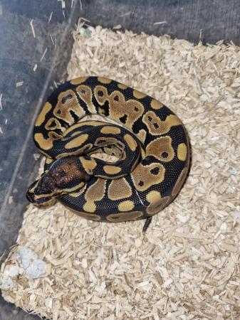 Image 3 of Normal ball python for sale