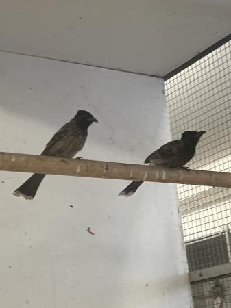 Image 5 of Pair or Red vented  Bulbuls - with DNA