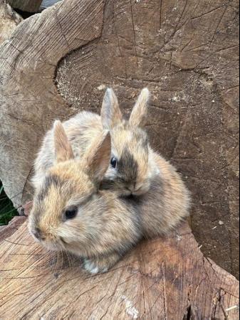 Image 2 of Lovely litter of Netherland dwarf baby rabbits.