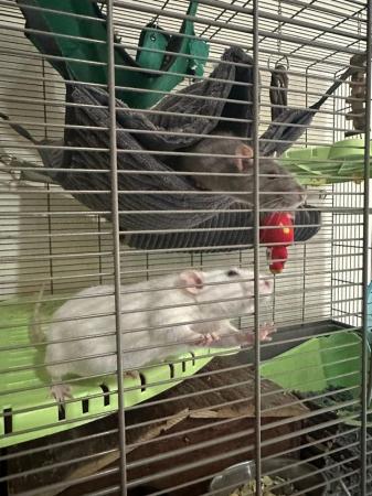 Image 5 of 2 Male Rats (10 months old)