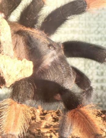 Image 3 of Mexican Red Knee adult tarantula with enclosure