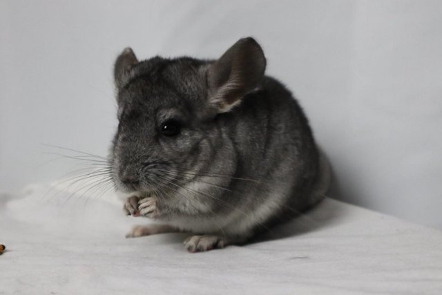 Image 7 of Baby Girl Chinchilla , 3 Months old for sale