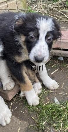 Image 4 of Welsh collie x border collie puppies