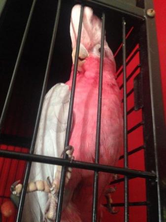 Image 2 of 10 year old hand reared. Male galah cockatoo. Parrot