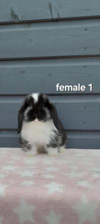 Image 10 of Gorgeous mini lop rabbits ready now