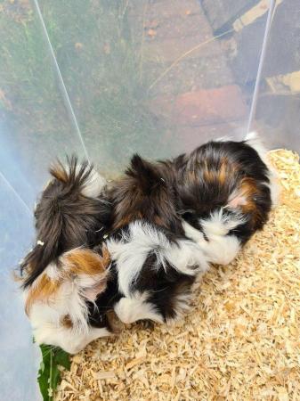 Image 27 of Adorable baby Guineapig's for sale.