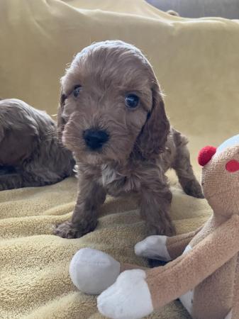 Image 12 of Cockapoo F1, puppies for sale, parents KC reg, Show/toy