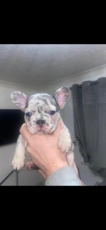 Image 12 of REDUCED ready to leave now Quality French Bulldog Puppies