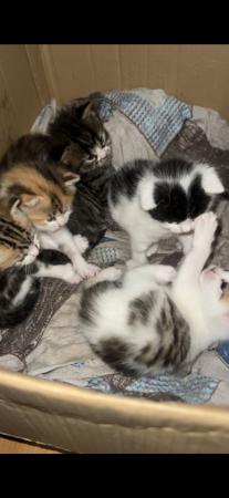 Image 5 of Mixed litter of 5 gorgeous tabby kittens