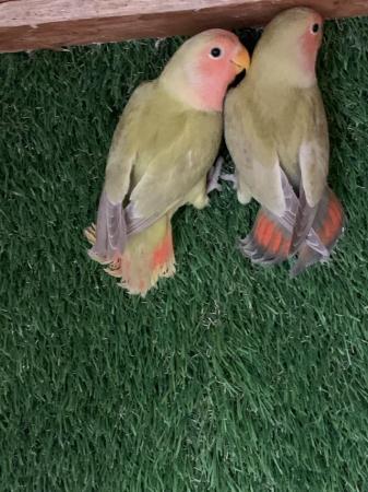 Image 2 of Young Peach Faced Lovebirds PAIR