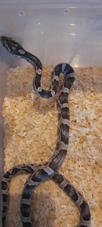 Image 2 of Baby anery cornsnake female for sale