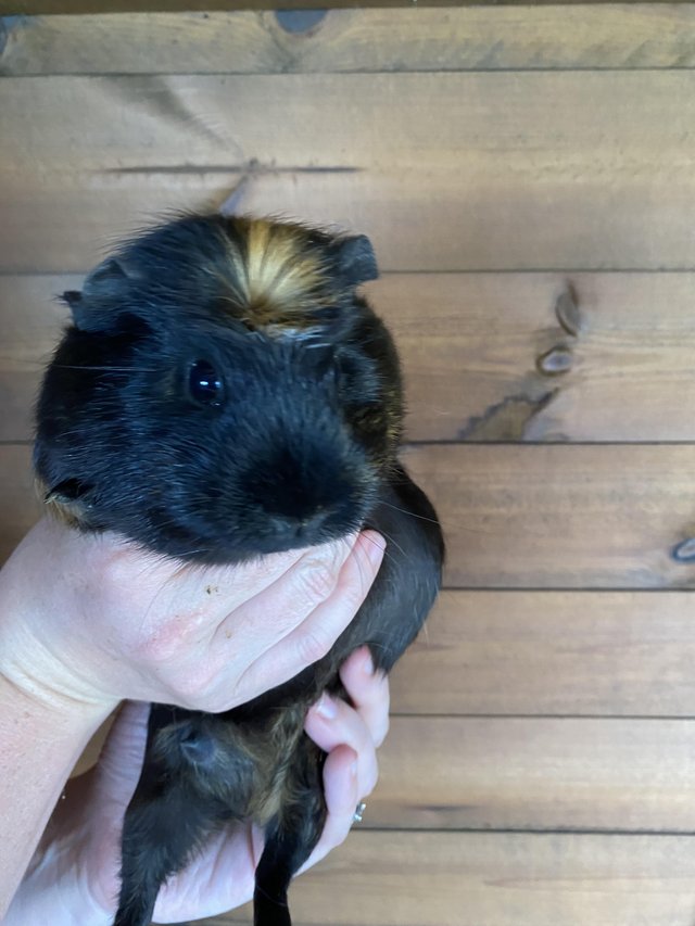 Preview of the first image of 1 Year Old Female Guinea Pigs.