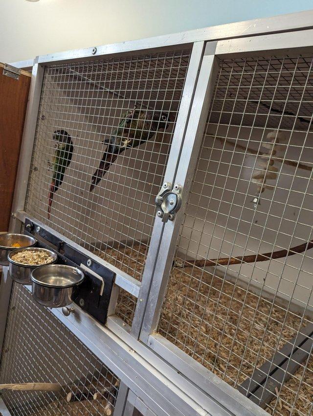Preview of the first image of Green cheeked conure breeding pairs.