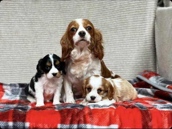 Image 11 of STUNNING CAVALIER KING CHARLES PUPPIES