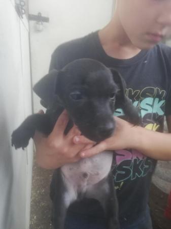 Image 5 of Patterdale terrier pups ready now little livewires