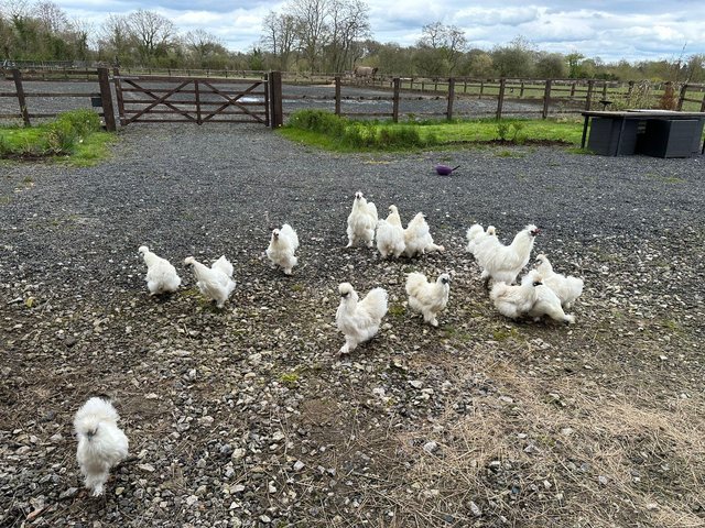 Preview of the first image of Silkie Chickens at laying.