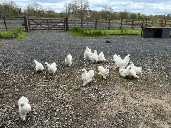 Image 1 of Silkie Chickens at laying