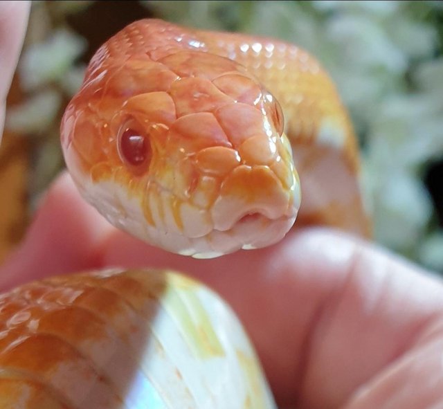 Preview of the first image of OMG Beautiful female albino corn snake.