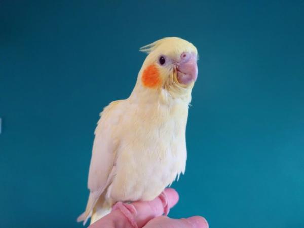 Image 1 of Hand reared silly tame female baby cockatiel for reservation