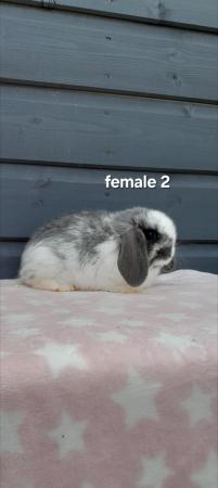 Image 5 of Gorgeous mini lop rabbits ready to leave
