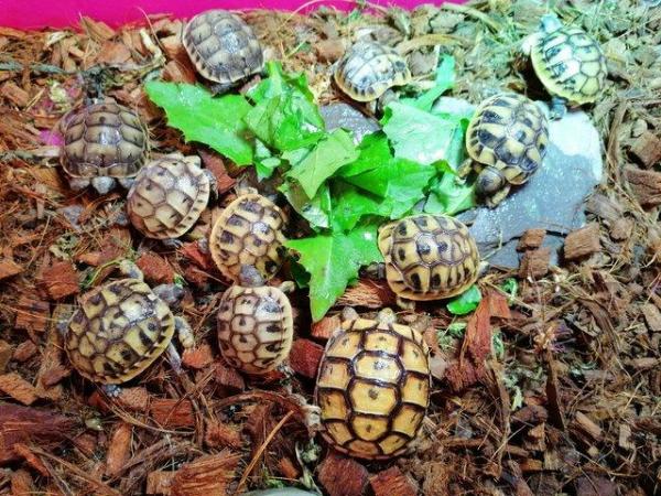Image 4 of Baby Tortoises, Hatched 2023, Plus Set-Up