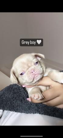 Image 4 of 4 KC pug puppies left! All ready to leave